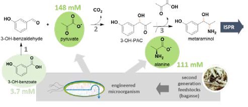 Figure 1. Enzymatic cascade towards metaraminol starting from renewables.